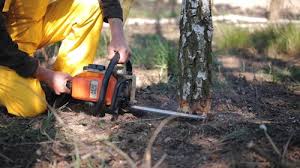 Best Tree Maintenance Programs  in Deer Lodge, MT